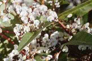 Hardenbergia violacea Alba