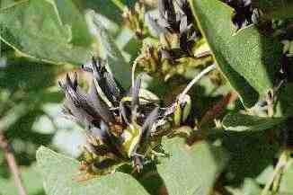 Kennedya nigricans
