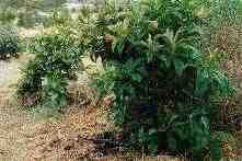 Loquat tree