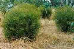 Tea tree