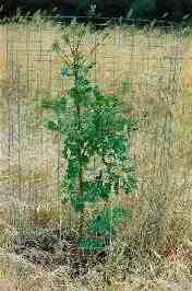 English oak