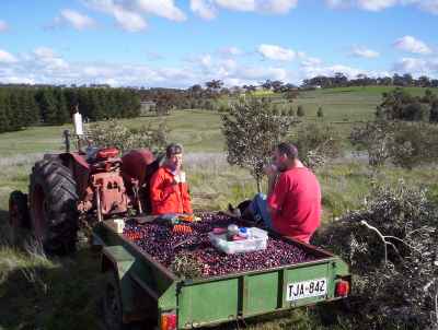 Olive picking