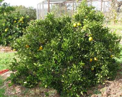 Orange tree