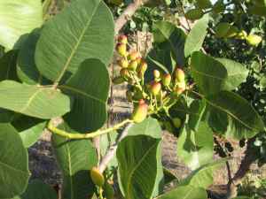 Pistachio nuts