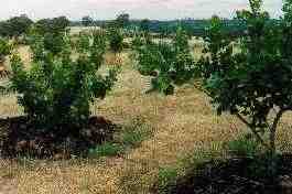 Pistachio trees