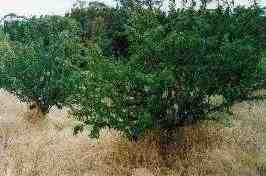 Plum trees