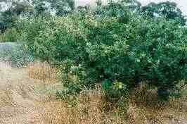 Quince tree