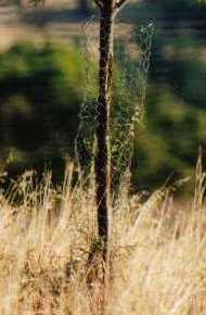 Silky oak trunk