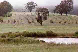 Tree guards at 'Elysium', Armagh, in the Clare Valley,
S. Australia