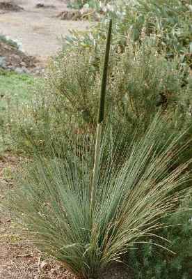 Flowering yacca