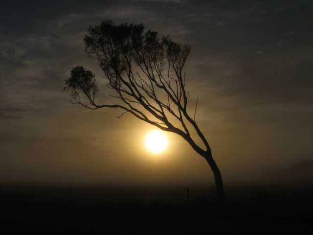 Melaleuca
