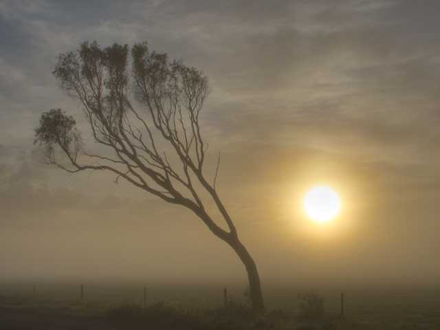 Melaleuca