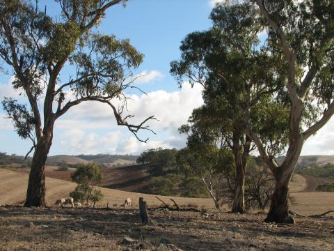 Collaby Hill