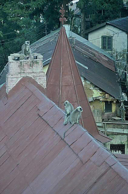 Monkeys