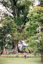 Candikuning Botanical Garden