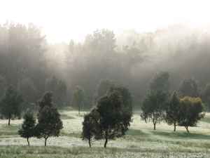 More eucalypts at Elysium
