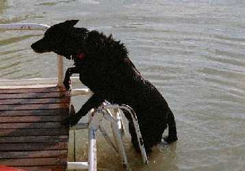 Clever dog