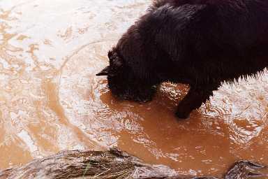 Dippy dog