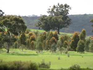 New foliage