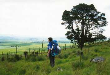 A hill with Xanthorrhoeas, Heysen trail, Georgetown, S. Aust.