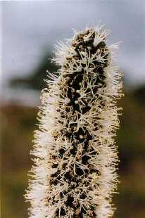 Yacka, close-up of flower head, Eyre Peninsula