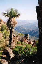 On St Mary's Peak, Flinders Ranges, S. Australia