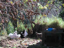 chooks.jpg (108052 bytes)