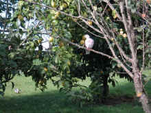 pidgen127.jpg (79867 bytes)