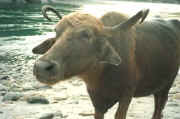 waterbuffalo.jpg (26772 bytes)