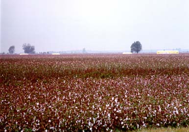 Mississippi Delta - Cotton Modules