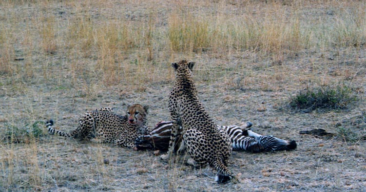 CheetaKill1