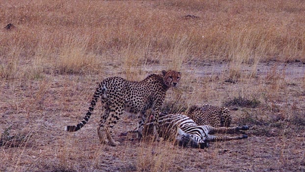 CheetahKill6