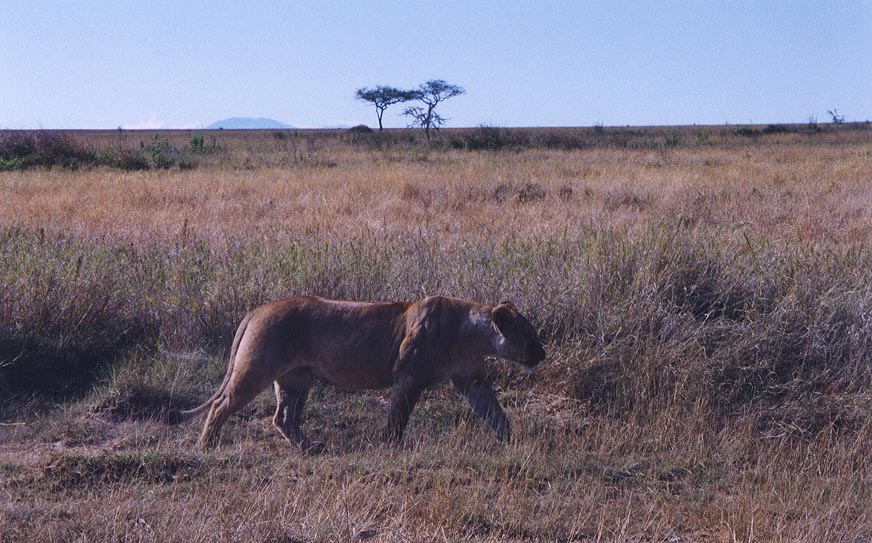 Stalking_Lion