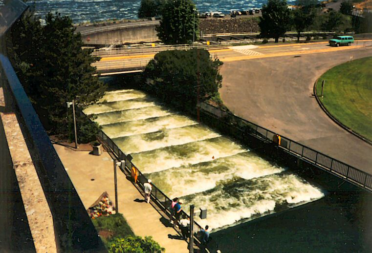 Fish ladders close-up