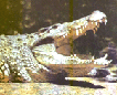 [The Crocodile park]