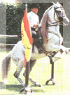 [Horse shows]