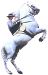 [Horse shows]