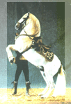 [Excursion to Jerez & the horse show]