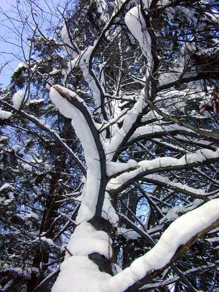 snowytree