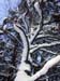 snowytree
