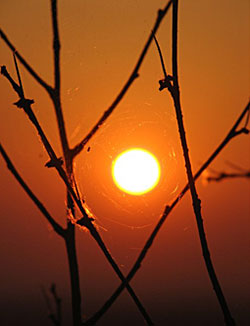 The setting sun shines through a spider web
