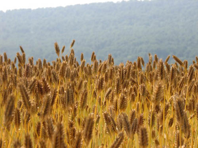 A wheat field is not only beautiful but an important resource for farms in Washington County, Maryland