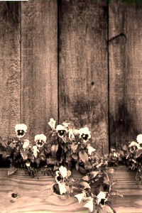 Flower box