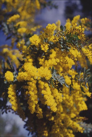Wattle