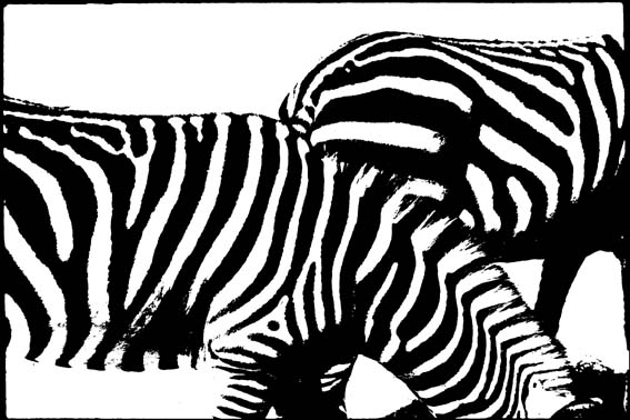 Zebras