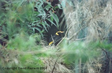 Bower Bird 1