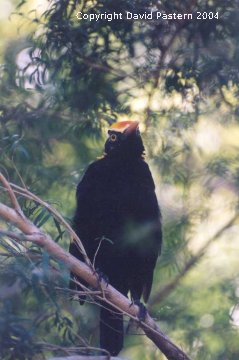 Bower Bird 3