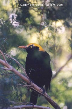 Bower Bird 4