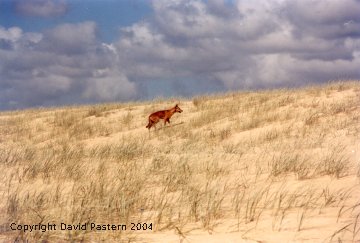 Dingo