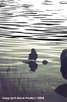 Duck Image